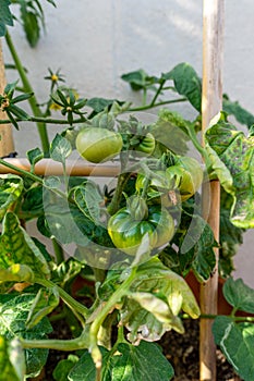 A tomato plant with still green, unripe tomatoes - the garden season begins