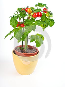 Tomato plant