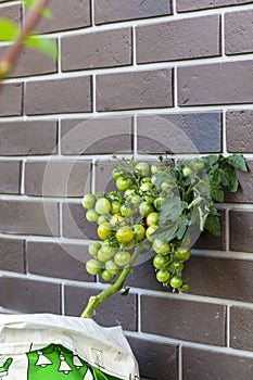 Tomato plant ull of unripe harvest hanging on a brunch.