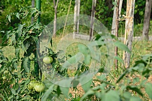 Tomato plant with unripe fruits tied up a stake.