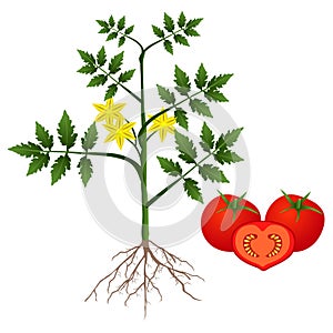 Tomato plant on a white background.