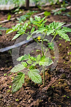 Tomato plant, young green herb growing in the ground