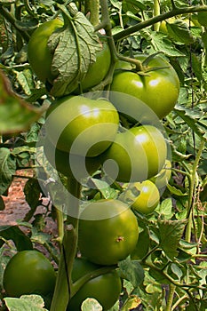 Tomato plantation in the greenhouse