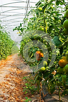 Of tomato plantation in the greenhouse and temperature control