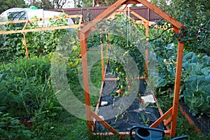 Tomato plantation grow in garden on farm Black mulch Homegrown Tomatoes grown in the garden.