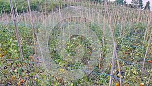 Tomato plantation managed by local farmers in Manokwari, West Papua