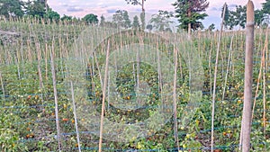 Tomato plantation managed by local farmers in Manokwari, West Papua