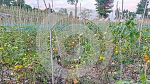 Tomato plantation managed by local farmers in Manokwari, West Papua