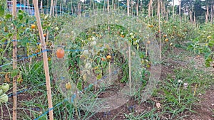 Tomato plantation managed by local farmers in Manokwari, West Papua