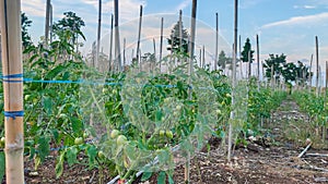 Tomato plantation managed by local farmers in Manokwari, West Papua