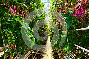 Tomato plantation with special led illumination in greenhouse