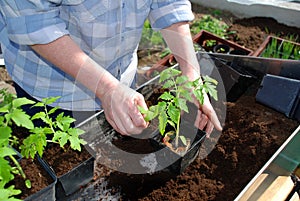 Tomato planting