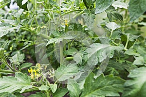 Tomato plants bloom