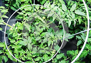 Tomato Plants in Cage