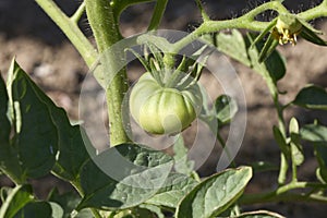 Tomato plants in cropland, green tomatoes plantation. Organic farming, young tomato plants growth in cropland