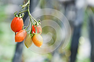 Tomato in the plants farm agriculture organic with sunlight - Fresh ripe red tomatoes growing in the garden