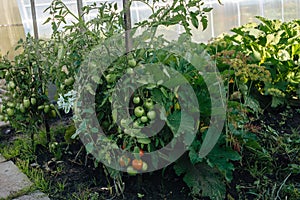 Tomato plants. A fresh bunch of red and green natural tomatoes in an organic vegetable garden.