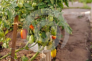 Tomato plants. A fresh bunch of red and green natural tomatoes in an organic vegetable garden.