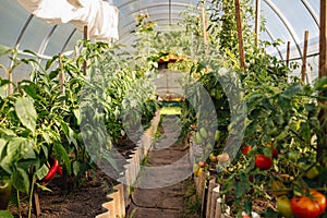 Tomato plants. A fresh bunch of red and green natural tomatoes in an organic vegetable garden.