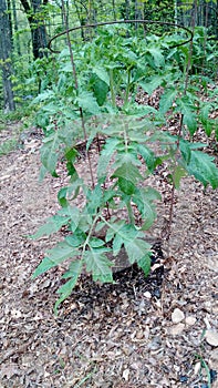 Tomato plants in garden