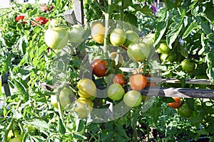 Tomato plants in a garden are producing