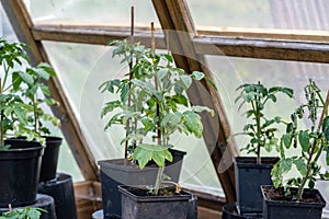 Tomato plants in a green house in a garden