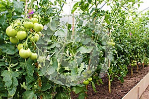 Tomato plants with green unripe fruits