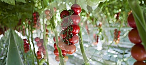 Tomato plants in greenhouse