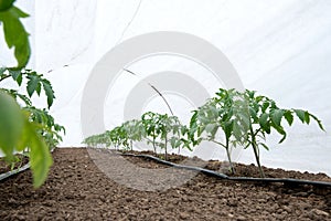 Tomato plants in a greenhouse and drip irrigation sistem photo