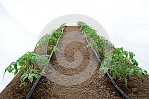 Tomato plants in a greenhouse and drip irrigation sistem photo