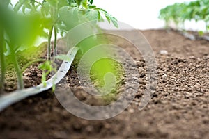 Tomato plants in a greenhouse and drip irrigation sistem photo