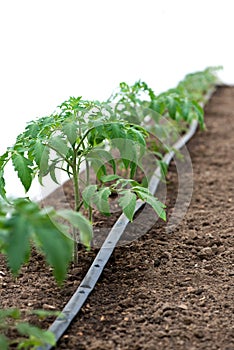 Tomato plants in a greenhouse and drip irrigation sistem photo