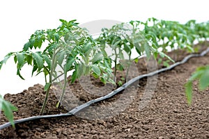 Tomato plants in a greenhouse and drip irrigation sistem photo