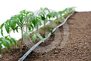 Tomato plants in a greenhouse and drip irrigation sistem photo