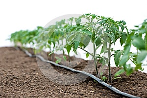 Tomato plants in a greenhouse and drip irrigation sistem photo