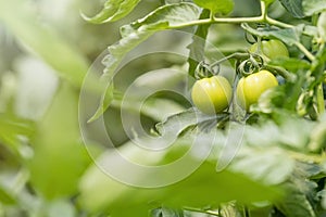 Tomato plants in greenhouse. Green tomatoes Organic farming.