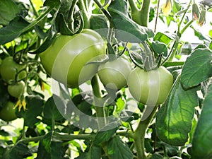 Tomato plants in greenhouse. Green tomatoes Organic farming. Organic garden.