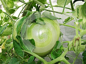 Tomato plants in greenhouse. Green tomatoes Organic farming. Organic garden.