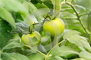 Tomato plants in greenhouse. Green tomatoes Organic farming.