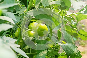 Tomato plants in greenhouse. Green tomatoes Organic farming.