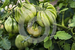 Tomato plants in greenhouse Green tomatoes plantation. Organic farming, young tomato cluster plants growth in greenhouse. for