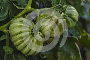 Tomato plants in greenhouse Green tomatoes plantation. Organic farming, young tomato cluster plants growth in greenhouse. for