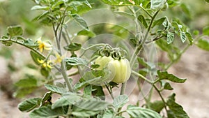 Tomato plants in greenhouse Green tomatoes plantation. Organic farming, young tomato plants growth in greenhouse.