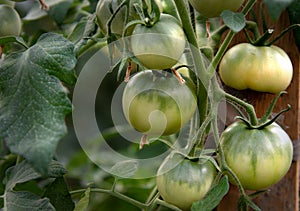 Tomato plants in greenhouse Green tomatoes plantation. Organic farming, young tomato plants growth in greenhouse