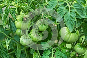 Tomato plants in greenhouse Green tomatoes plantation. Organic farming, young tomato plants growth in greenhouse