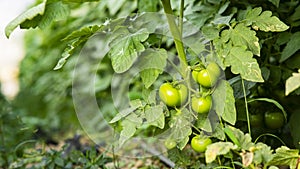 Tomato plants in greenhouse Green tomatoes plantation. Organic farming, young tomato cluster plants growth in greenhouse.