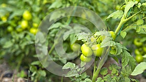 Tomato plants in greenhouse Green tomatoes plantation. Organic farming, young tomato cluster plants growth in greenhouse.