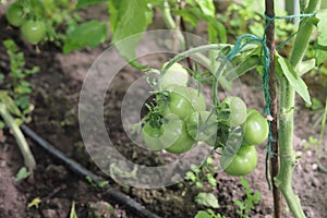 Tomato plants in greenhouse Green tomatoes plantation. Organic farming, young tomato plants growth in greenhouse.