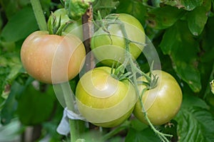 Tomato plants in greenhouse Green tomatoes plantation. Organic farming, young tomato plants growth in greenhouse