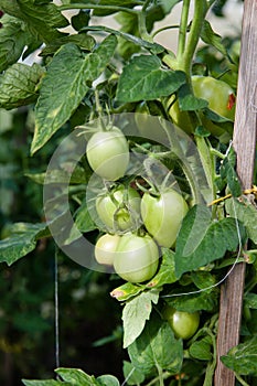 Tomato plants in greenhouse Green tomatoes plantation. Organic farming, young tomato plants growth in greenhouse